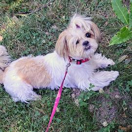 SHIHTZU femmina simpatica e coraggiosa