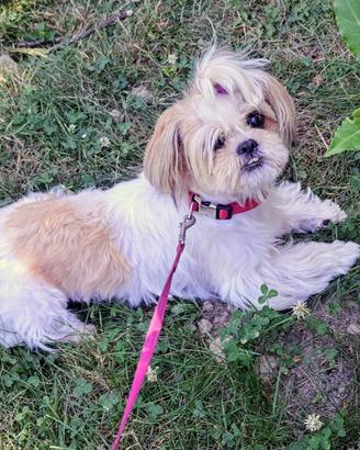 SHIHTZU femmina simpatica e coraggiosa