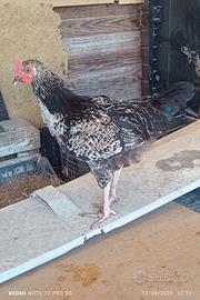 Galli Livornese e Marans