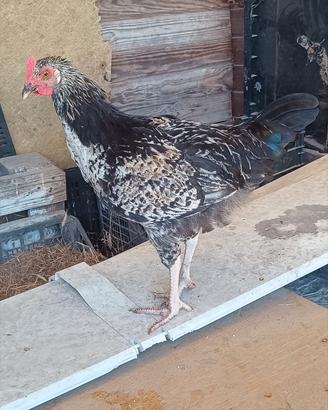 Galli Livornese e Marans