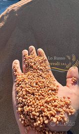 Nocciolino di oliva bianco asciutto