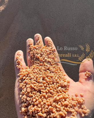 Nocciolino di oliva bianco asciutto