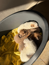 Cuccioli di Pomerania