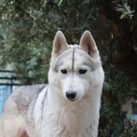 Siberian husky