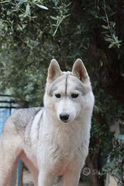Siberian husky