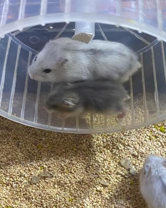 Cuccioli di criceti