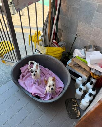 Chiuahua mini toy