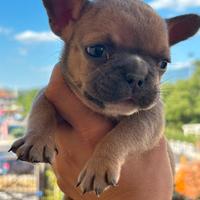 Bulldog francese