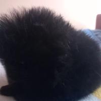 Volpino di Pomerania miny toy femmina