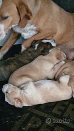 Cuccioli segugio maremmano 2 mesi