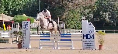 Cavallo salto ostacoli 4 anni
