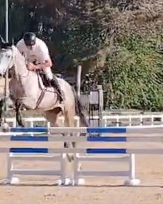 Cavallo salto ostacoli 4 anni