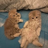 Cuccioli gatto SCOTTISH FOLD