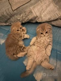 Cuccioli gatto SCOTTISH FOLD