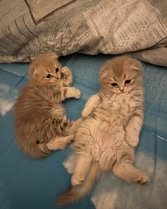 Cuccioli gatto SCOTTISH FOLD
