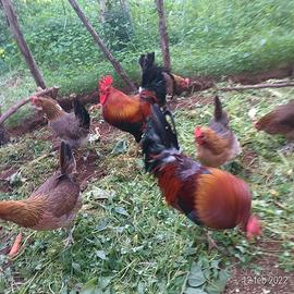 Gallina Coronata Siciliana, collo Oro