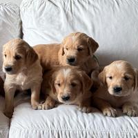 Cuccioli Golden Retriver Pedigree
