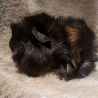 Cuccioli Cavie peruviane