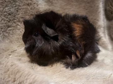 Cuccioli Cavie peruviane