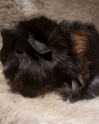 Cuccioli Cavie peruviane
