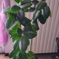 Pianta Ficus