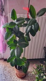 Pianta Ficus