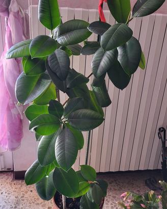 Pianta Ficus