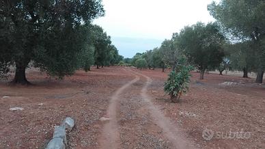 Terreno agricolo metà uliveto e metà vigneto