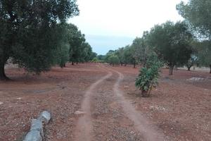 Terreno agricolo metà uliveto e metà vigneto