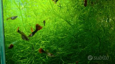 Guppy coloratissimi