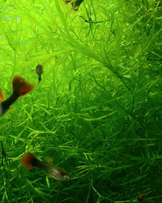 Guppy coloratissimi