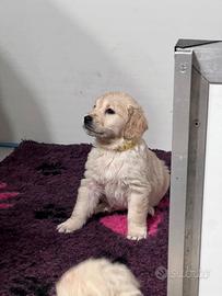 Golden Retriever cuccioli