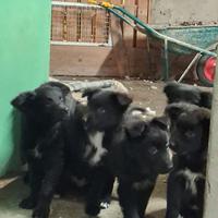 Cuccioli di Border Collie in adozione