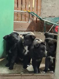 Cuccioli di Border Collie in adozione