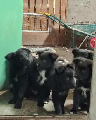 Cuccioli di Border Collie in adozione