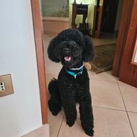 Barbone maschio nano nero per monta