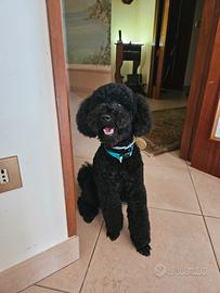 Barbone maschio nano nero per monta