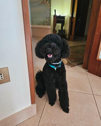 Barbone maschio nano nero per monta