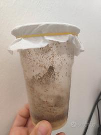 Drosophila melanogaster Colonia