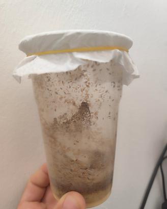 Drosophila melanogaster Colonia
