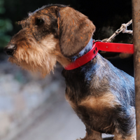 Bassotta standard a pelo duro