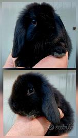 Ariete minilop conigli coniglietti