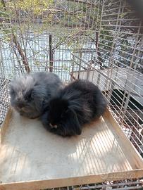 Conigli ariete fuzzy loop nano blu