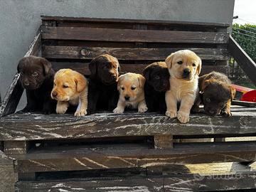 Cuccioli di Labrador retriver