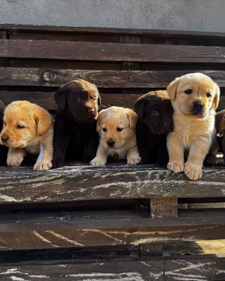 Cuccioli di Labrador retriver
