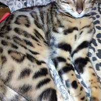 Bengal dolche,afetuosi