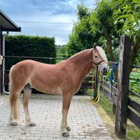 Castrone haflinger