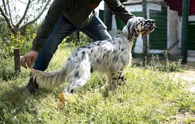 Setter caccia e gare