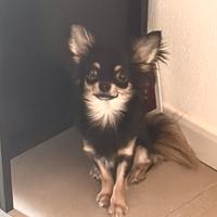 Chihuahua per monta