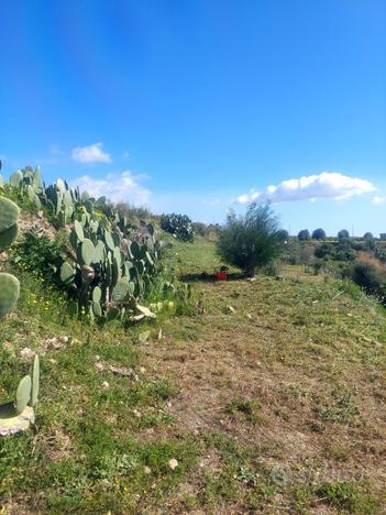 Terreno agricolo